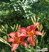 揭示人生中重要的品质和价值观 以萱草为象征的勇敢和坚持精神