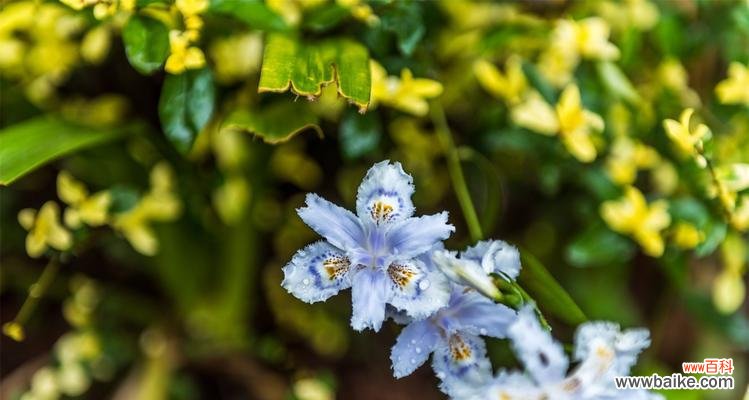 探寻蝴蝶花的美丽与寓意 蝴蝶花