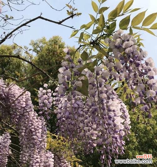 探寻紫藤花的深层意义 紫藤花之美