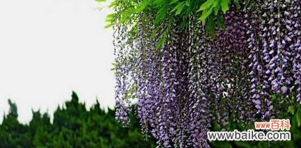 探寻紫藤花的深层意义 紫藤花之美
