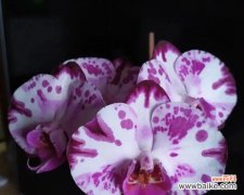 祝福的紫色泰国洋兰花语与意义 紫色泰国洋兰花语-传递祝福与美好