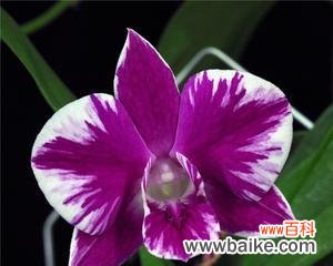 祝福的紫色泰国洋兰花语与意义 紫色泰国洋兰花语-传递祝福与美好