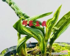 矮化品种的魅力与应用前景 探索兰花矮品种的潜力