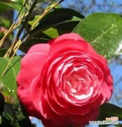 用红色山茶花传递真挚的情感 红色山茶花的花语