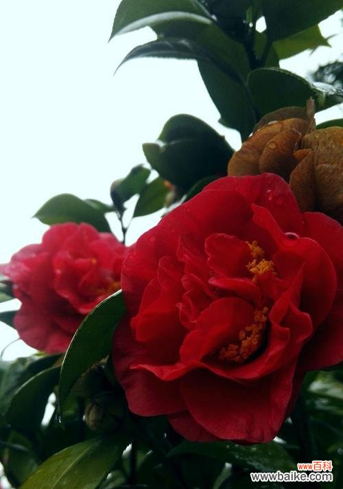 用红色山茶花传递真挚的情感 红色山茶花的花语