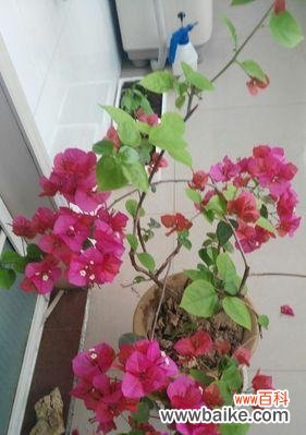 解读三角梅的寓意和象征 三角梅的含义与花语