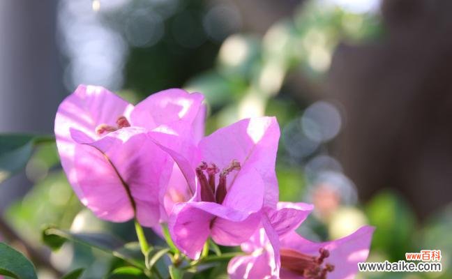 解读三角梅的寓意和象征 三角梅的含义与花语