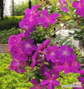 探寻巴西野牡丹花语的深层内涵及其文化背景 以巴西野牡丹花语为主题的魅力与意义