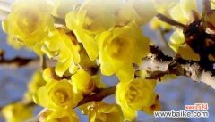 生命中的奇迹与坚持 坚强之花-昙花