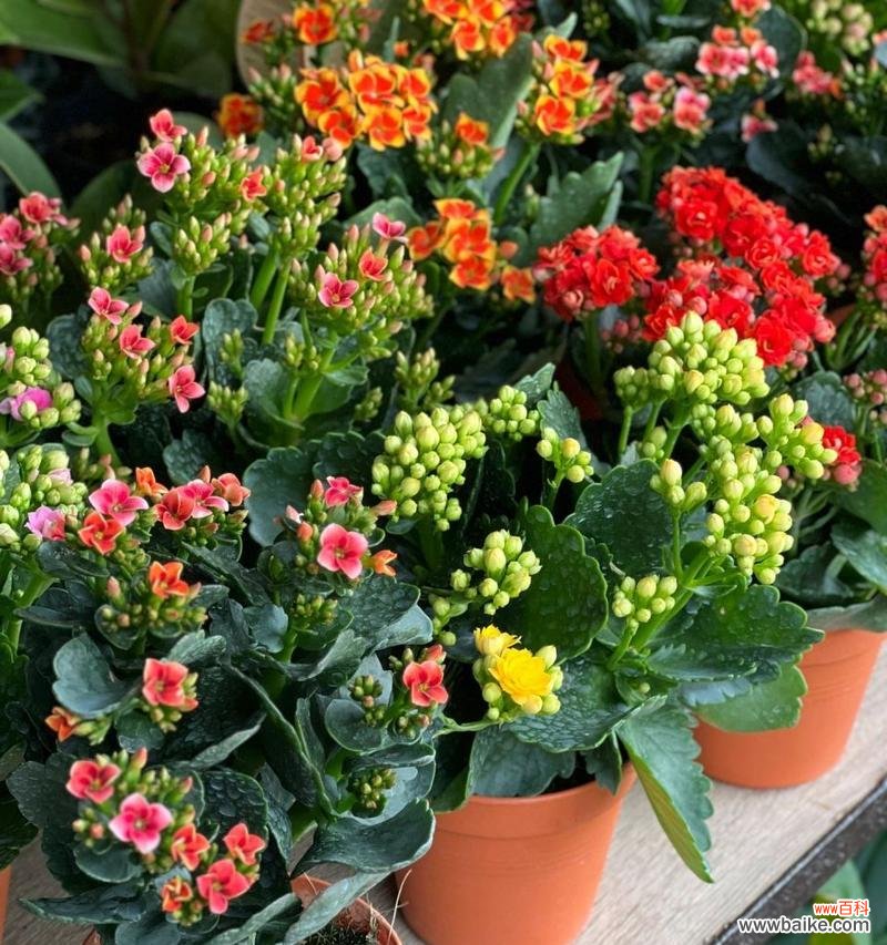 揭秘长寿花的奥秘 寿命长久的象征——以什么花代表长寿