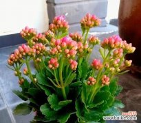 揭秘长寿花的奥秘 寿命长久的象征——以什么花代表长寿