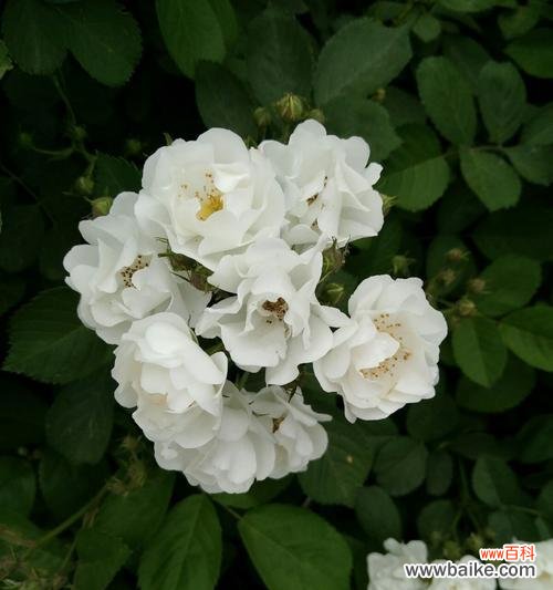 探索茶蘼花的含义和象征意义 茶蘼花的寓意与象征