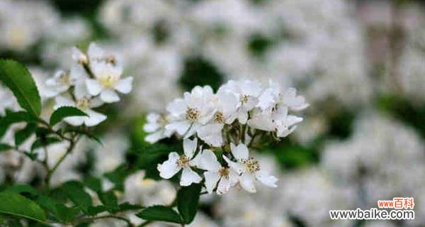 探索茶蘼花的含义和象征意义 茶蘼花的寓意与象征
