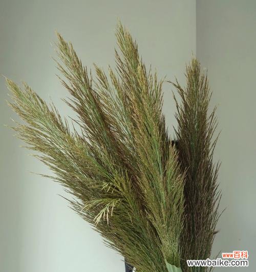 展现坚韧与自由的自然之美 芦苇的花语——守望与希望