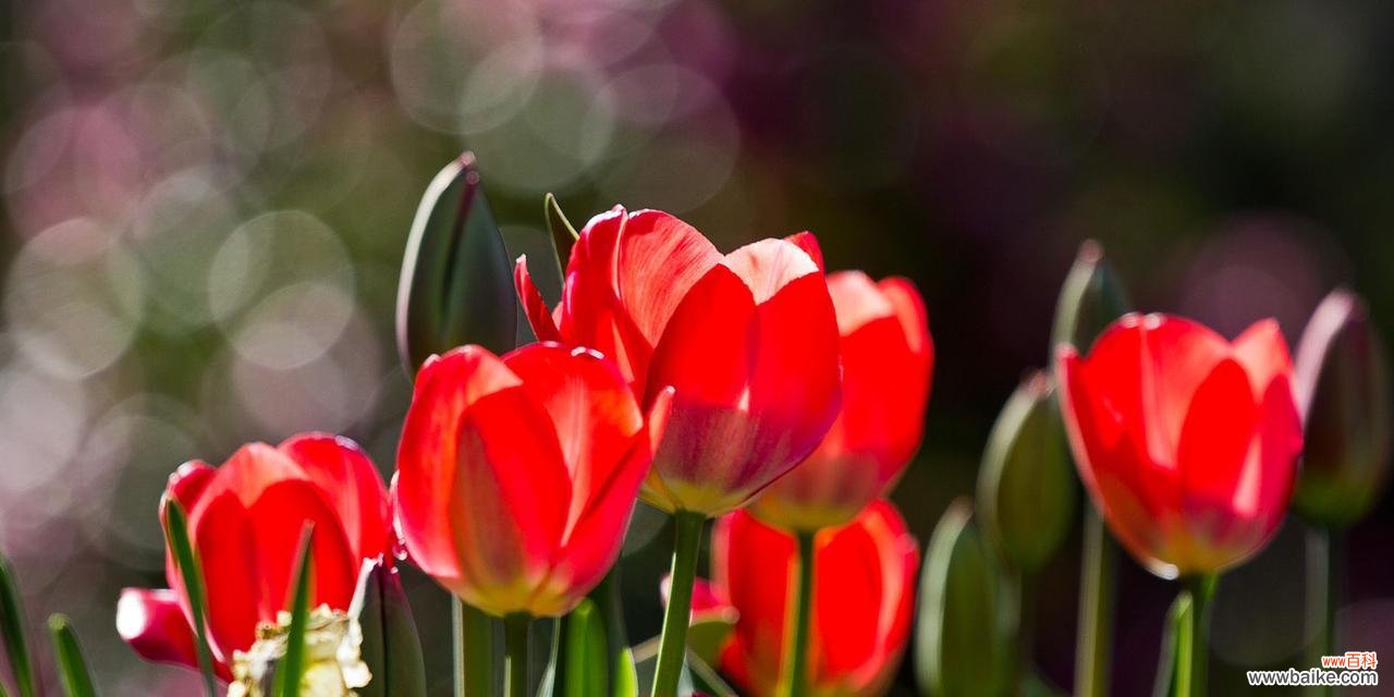 探索红色郁金香的历史与意义 红色郁金香