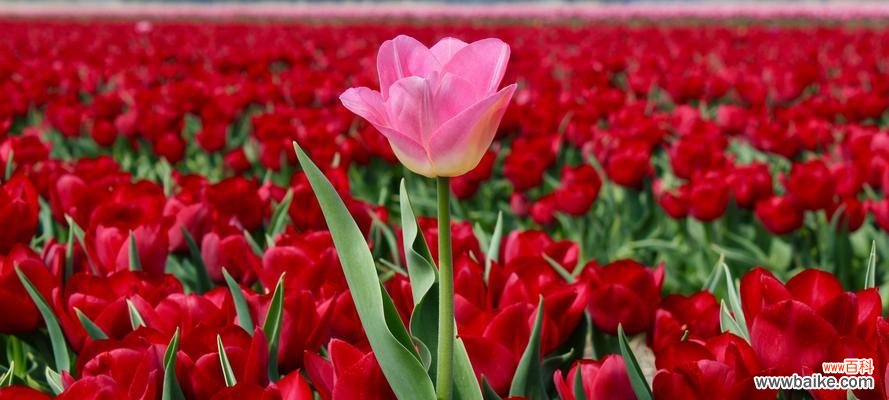 探索红色郁金香的历史与意义 红色郁金香