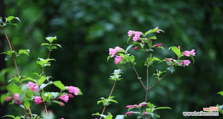揭秘花语的象征意义与文化传承 探寻锦带花的花语之谜