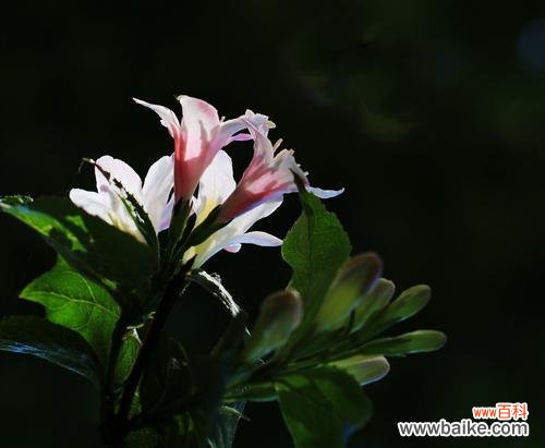 揭秘花语的象征意义与文化传承 探寻锦带花的花语之谜