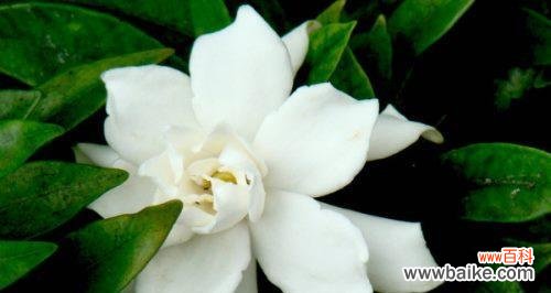 揭开栀子花的花语之谜 栀子花的真正花语是什么