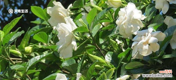 揭开栀子花的花语之谜 栀子花的真正花语是什么