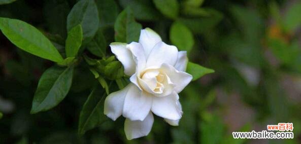 揭开栀子花的花语之谜 栀子花的真正花语是什么