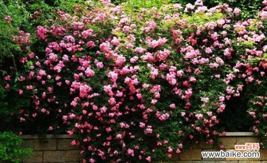 探索蔷薇花的深意 蔷薇花的寓意与花语