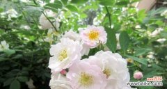 探索蔷薇花的深意 蔷薇花的寓意与花语