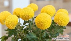 绿色菊花的寓意和象征 绿色菊花的花语代表着什么