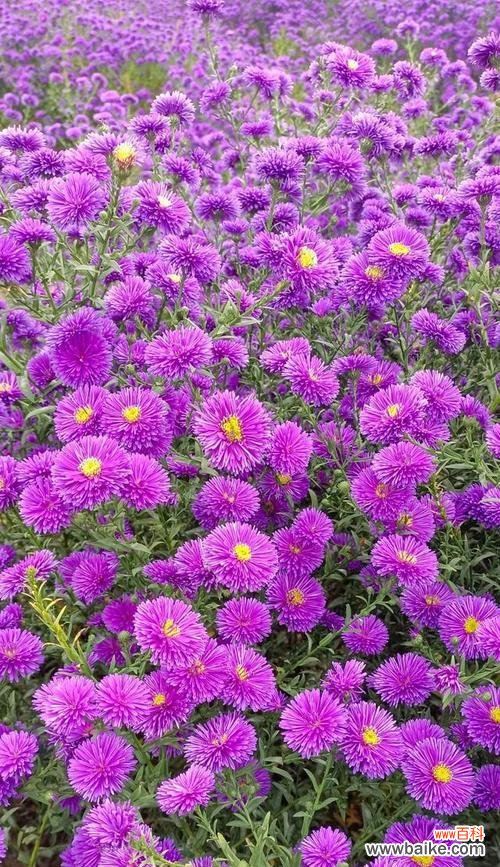 昂首独立高山之巅 清高孤傲的花——寒梅