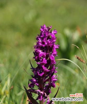 昂首独立高山之巅 清高孤傲的花——寒梅