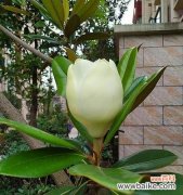 昂首独立高山之巅 清高孤傲的花——寒梅