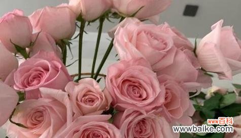 用花语述说爱的深情 42朵玫瑰花花语的浪漫寓意