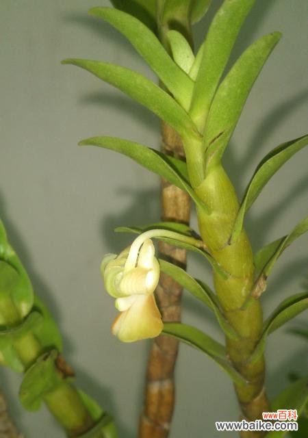 石斛开花寓意着什么？石斛开花的兆头有哪些？