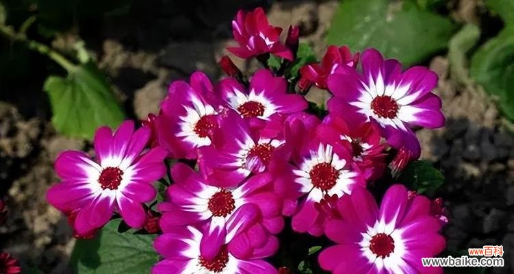 什么花代表爱而不得？如何表达未果的爱情？