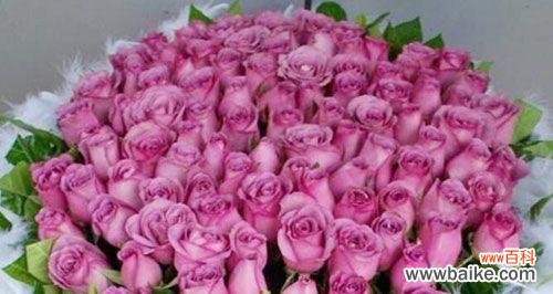 紫玫瑰花语的深刻内涵与情感表达 紫玫瑰花语之美丽的神秘