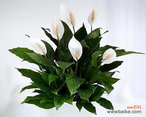 诚信花开 诚信之花,品德之光