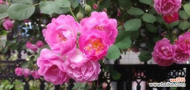 赏析蔷薇花的深刻寓意 蔷薇花的寓意与花语