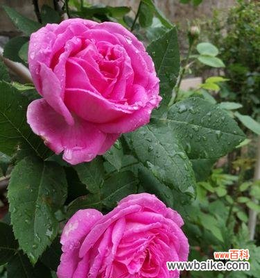 探寻月季花的丰富内涵与象征意义 月季花的寓意及象征意义