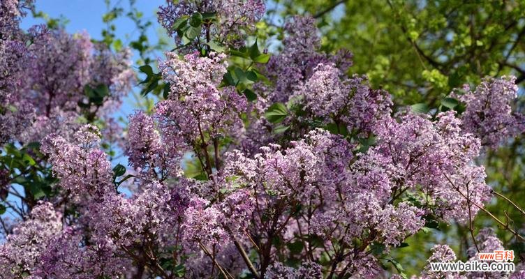 丁香的源起与象征 探寻丁香的意义