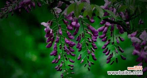 用紫藤萝诠释浪漫与坚贞 紫藤萝