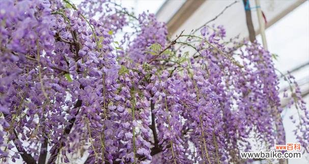 用紫藤萝诠释浪漫与坚贞 紫藤萝