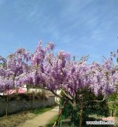 用紫藤萝诠释浪漫与坚贞 紫藤萝