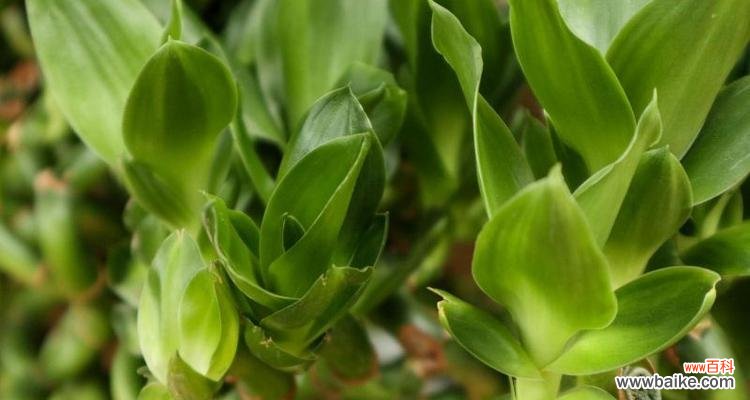 探寻富贵竹背后的花语密码 富贵竹的花语