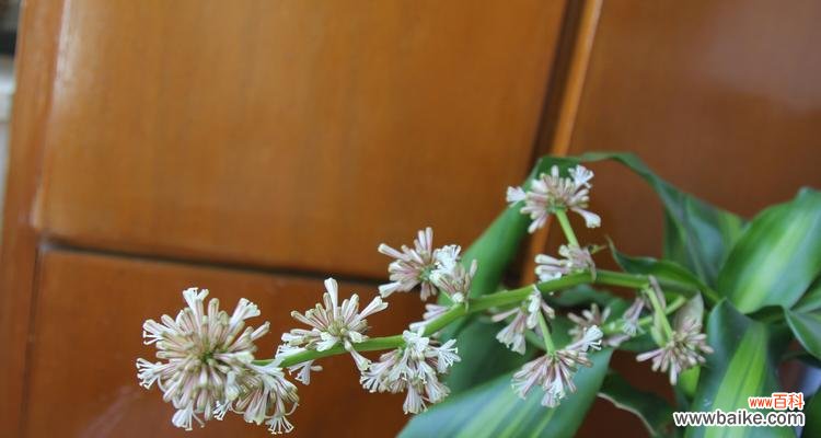 探索生命的坚韧与希望 以巴西木的寓意