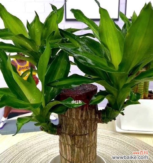 探索生命的坚韧与希望 以巴西木的寓意