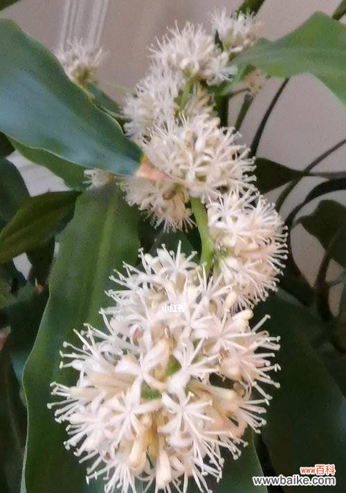 探索生命的坚韧与希望 以巴西木的寓意