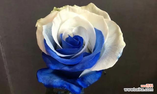 蓝色的绝美与神秘 探寻蓝玫瑰花语之美