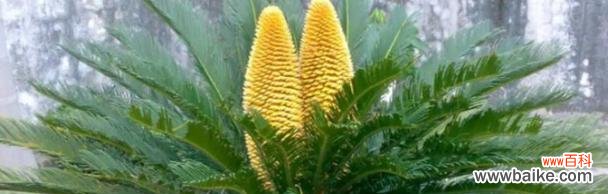 探索铁树的魅力与意义 铁树的象征意义及其启示