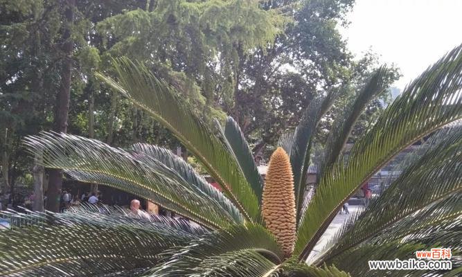 探索铁树的魅力与意义 铁树的象征意义及其启示