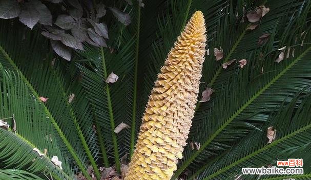 铁树花开花语及开花时间解读 铁树花开，象征坚韧不拔的爱